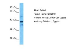 Carbohydrate Sulfotransferase 10/CHST10 Rabbit anti-Human, Polyclonal,